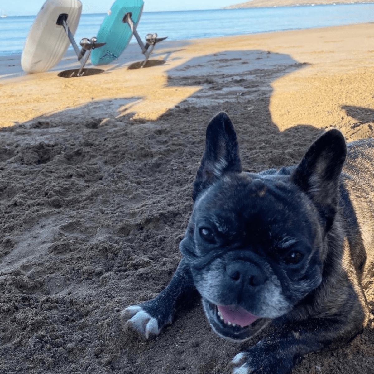 a dog lying on a beach